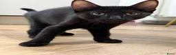 Mixed Breed cats for sale: Friendly Female Kittens Looking for forever homes in Tetbury - Advert 13