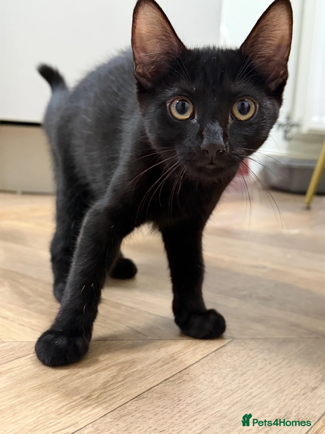 Mixed Breed cats for sale: Friendly Female Kittens Looking for forever homes in Tetbury - Advert 13