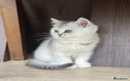 British Shorthair cats for sale: British shorthair silver chinchilla  - Image 7