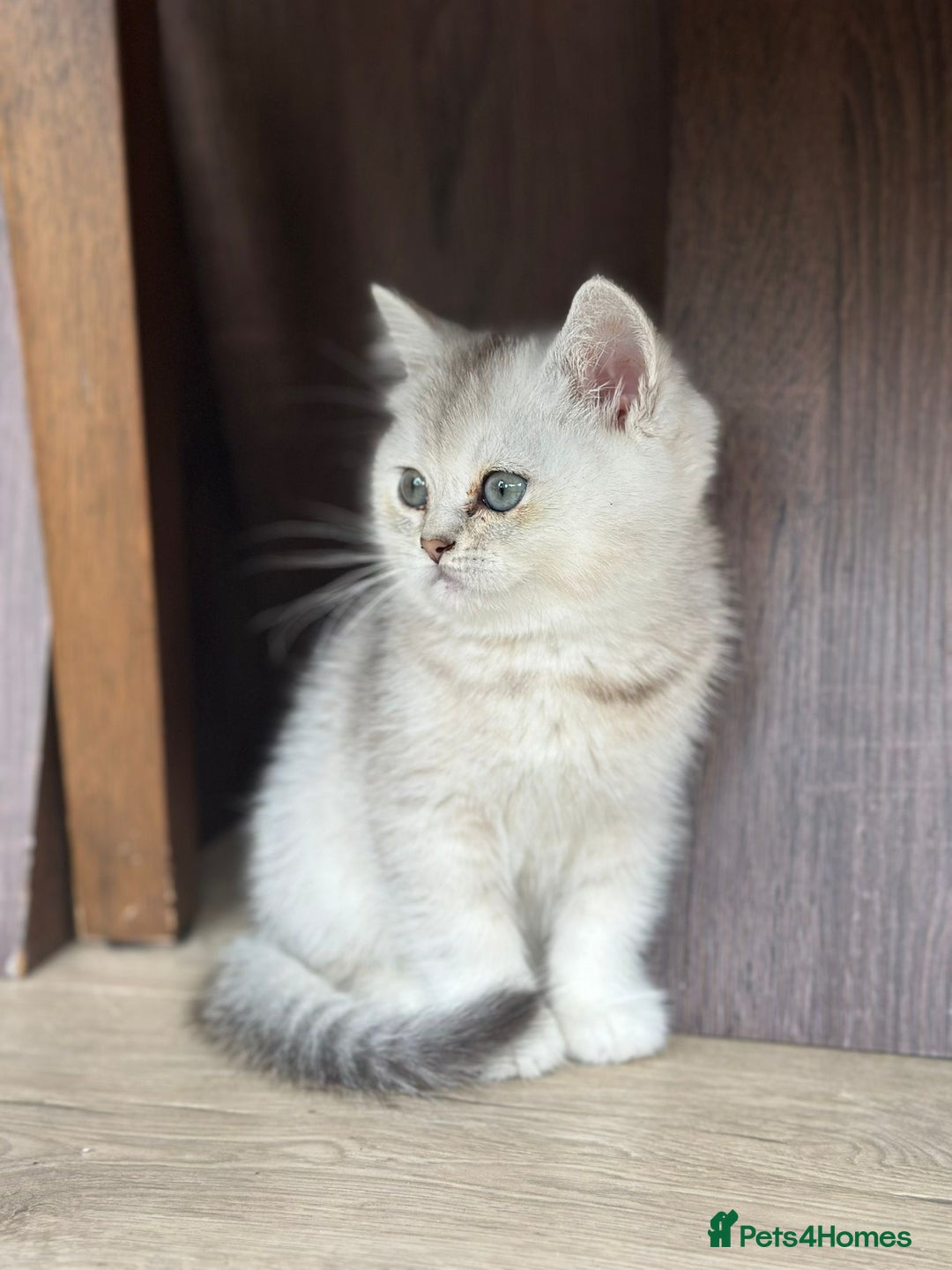 British Shorthair cats for sale: British shorthair silver chinchilla  - Image 7
