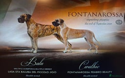 Great Dane dogs for sale: Sire Int Mult Ch Lasa Sta Baluba Del Piccolo Jigo - Image 3