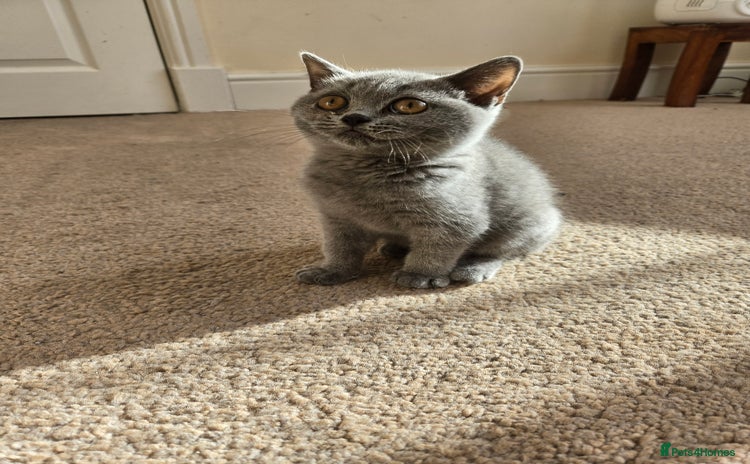 British Shorthair cats - Advert 2