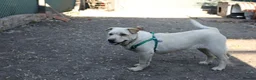 Mixed Breed dogs for adoption: ❤️🐶 LAIMA – TOO SMART AND WELL BALANCED in Burton-on-Trent - Advert 13