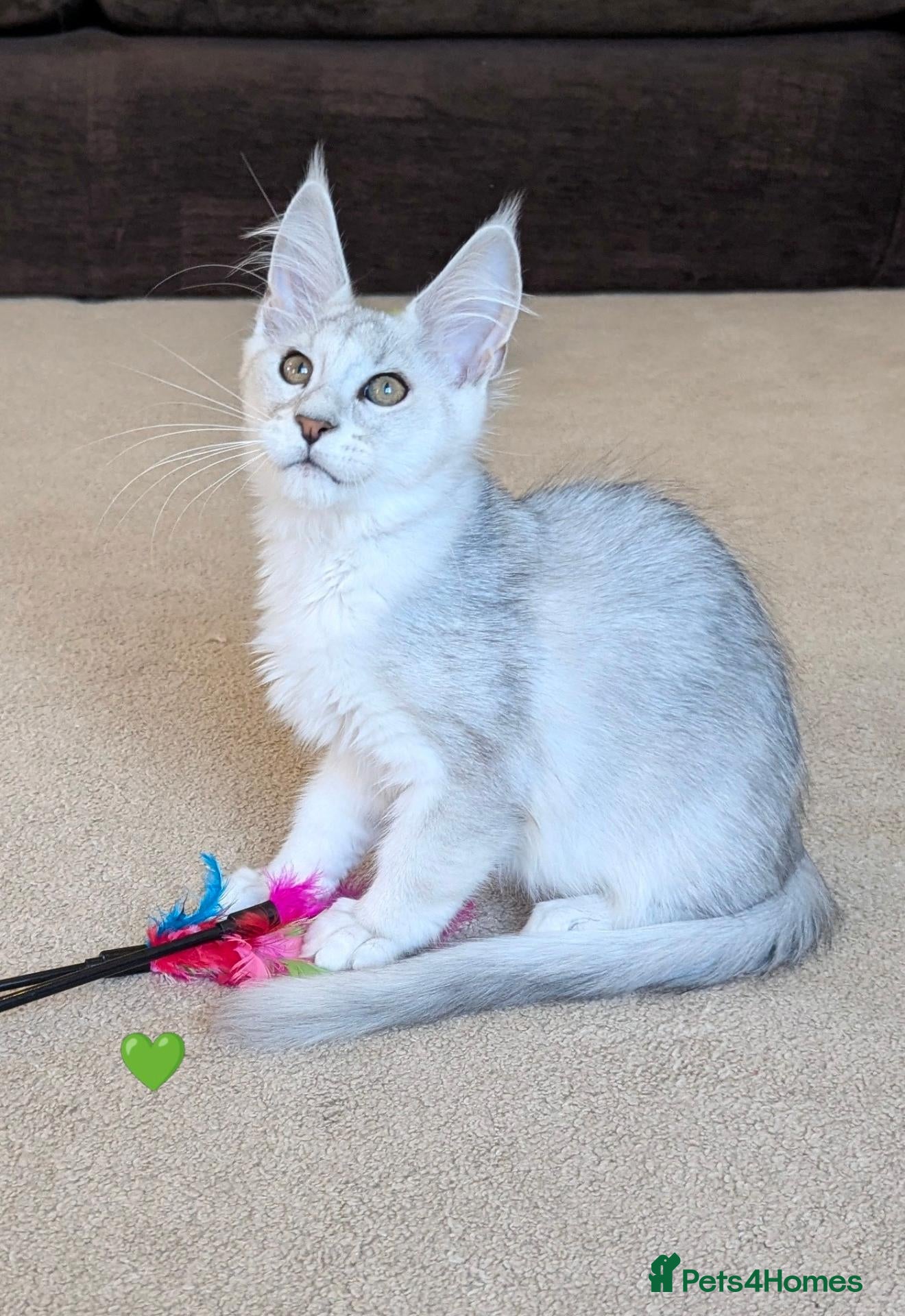 Maine Coon cats Ticked & Shaded Registered Kittens  - Advert 2
