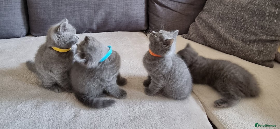 British Shorthair cats for sale: Gorgeous BSH kittens  - Image 19