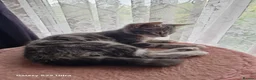 Mixed Breed cats for sale: Kittens - Advert 7