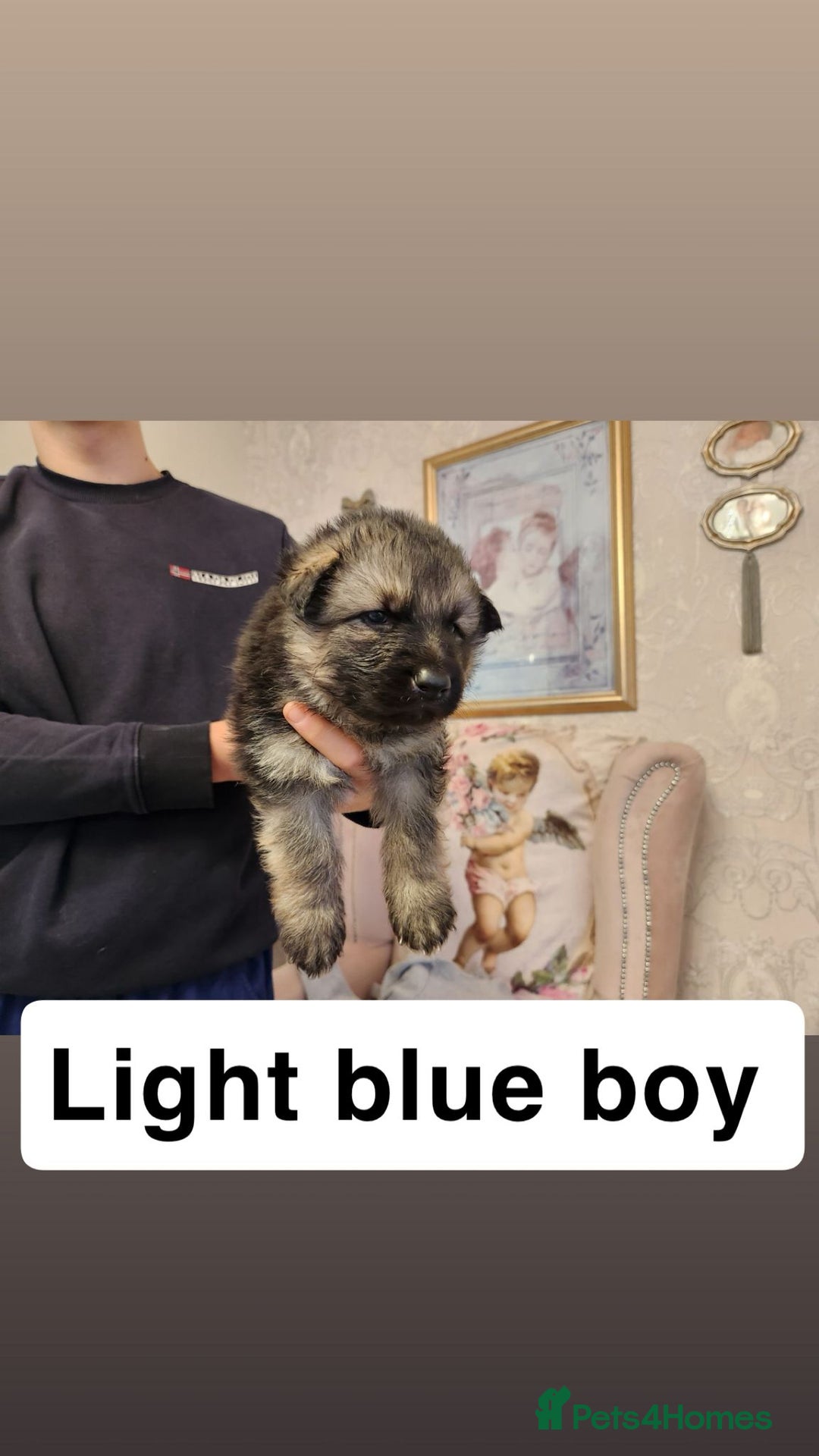 German Shepherd dogs for sale: Medium haired German shepherd pups  - Advert 17