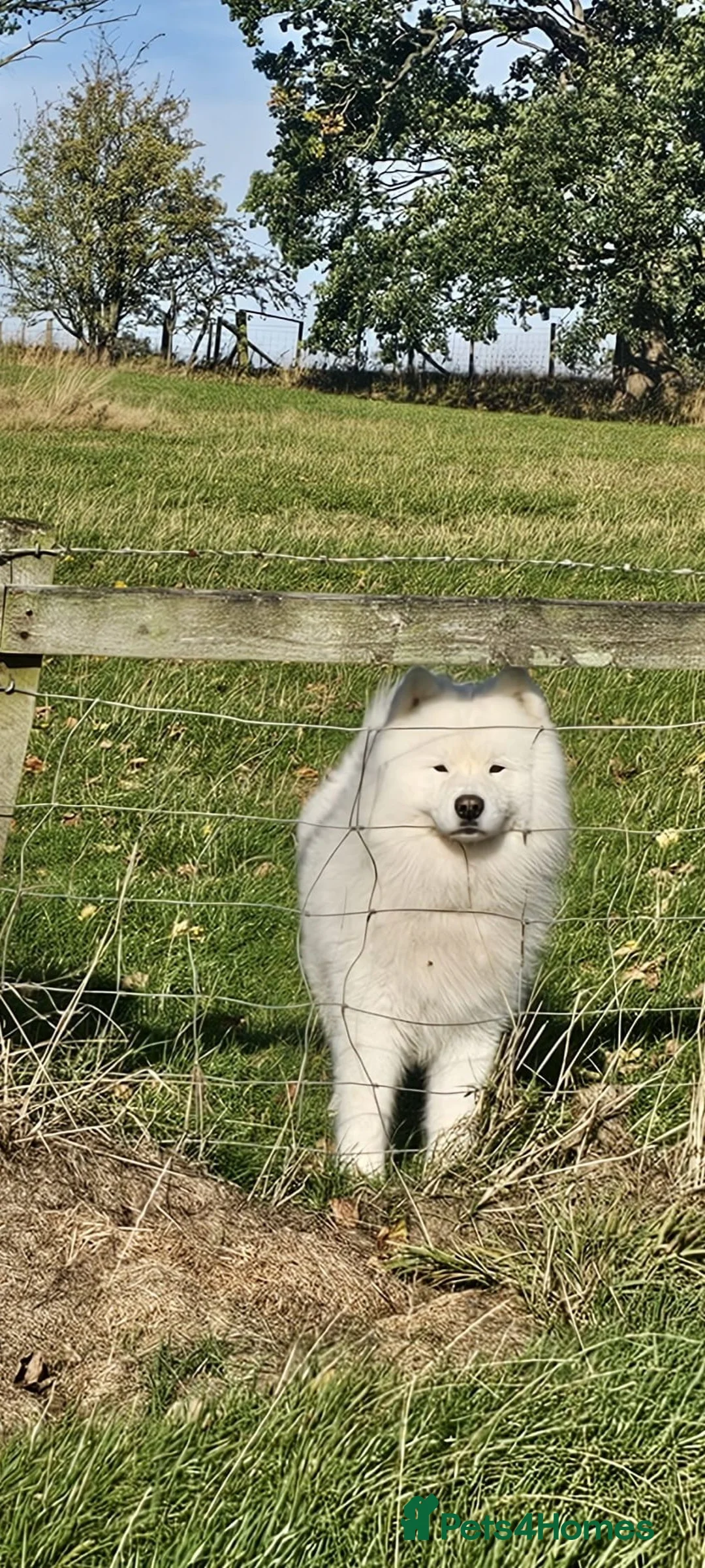 Samoyed dogs for sale: RKC Samoyed Puppies – Champion Bloodlines - Advert 21
