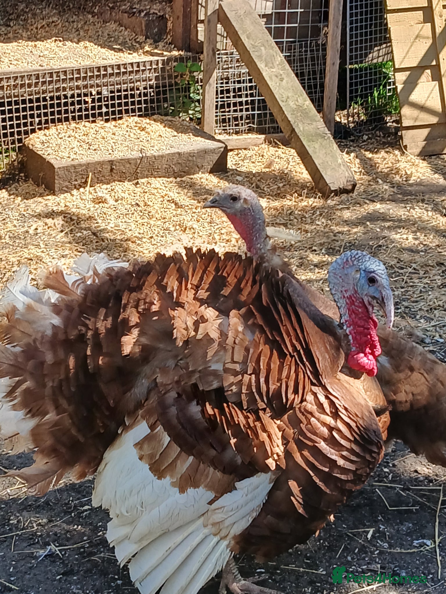 Turkeys poultry Bourbon Red Turkey Stag for sale - Advert 1