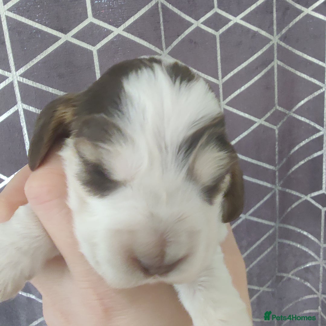 Cocker Spaniel dogs for sale: Show Type Cocker Spaniels Health Tested Parents  - Image 14