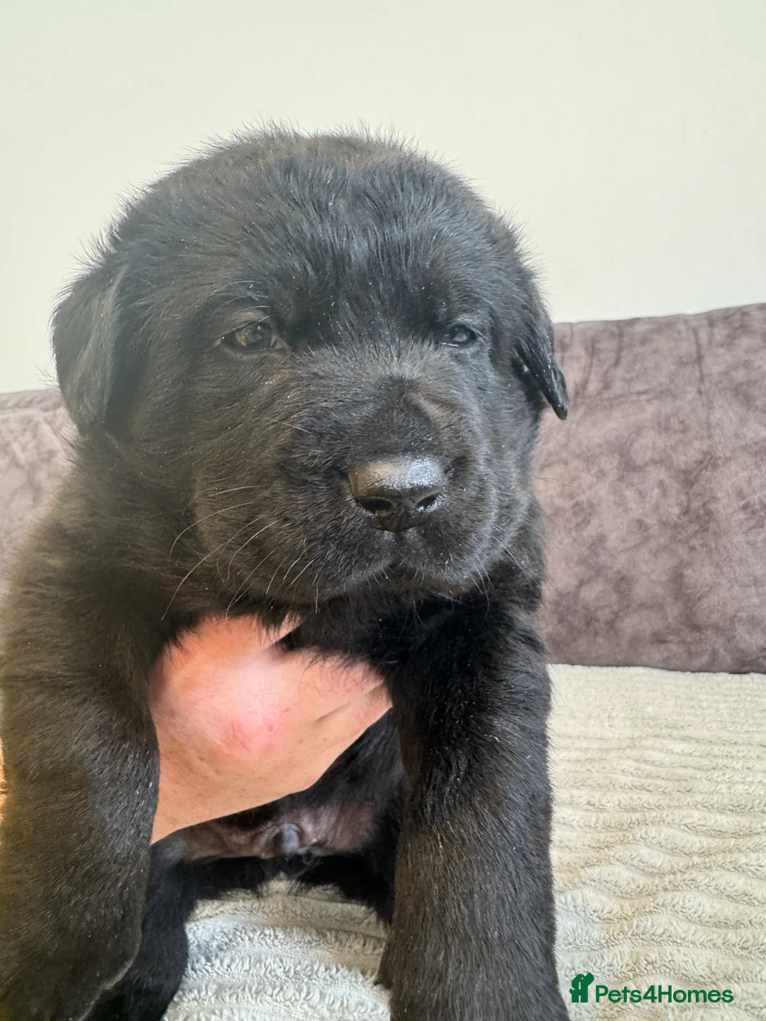 Labrador Retriever dogs for sale: KC Registered Black Chunky Labradors  - Advert 13