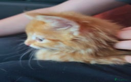 Mixed Breed cats for sale: 2 Beautiful Ginger Male Kittens.  - Image 9