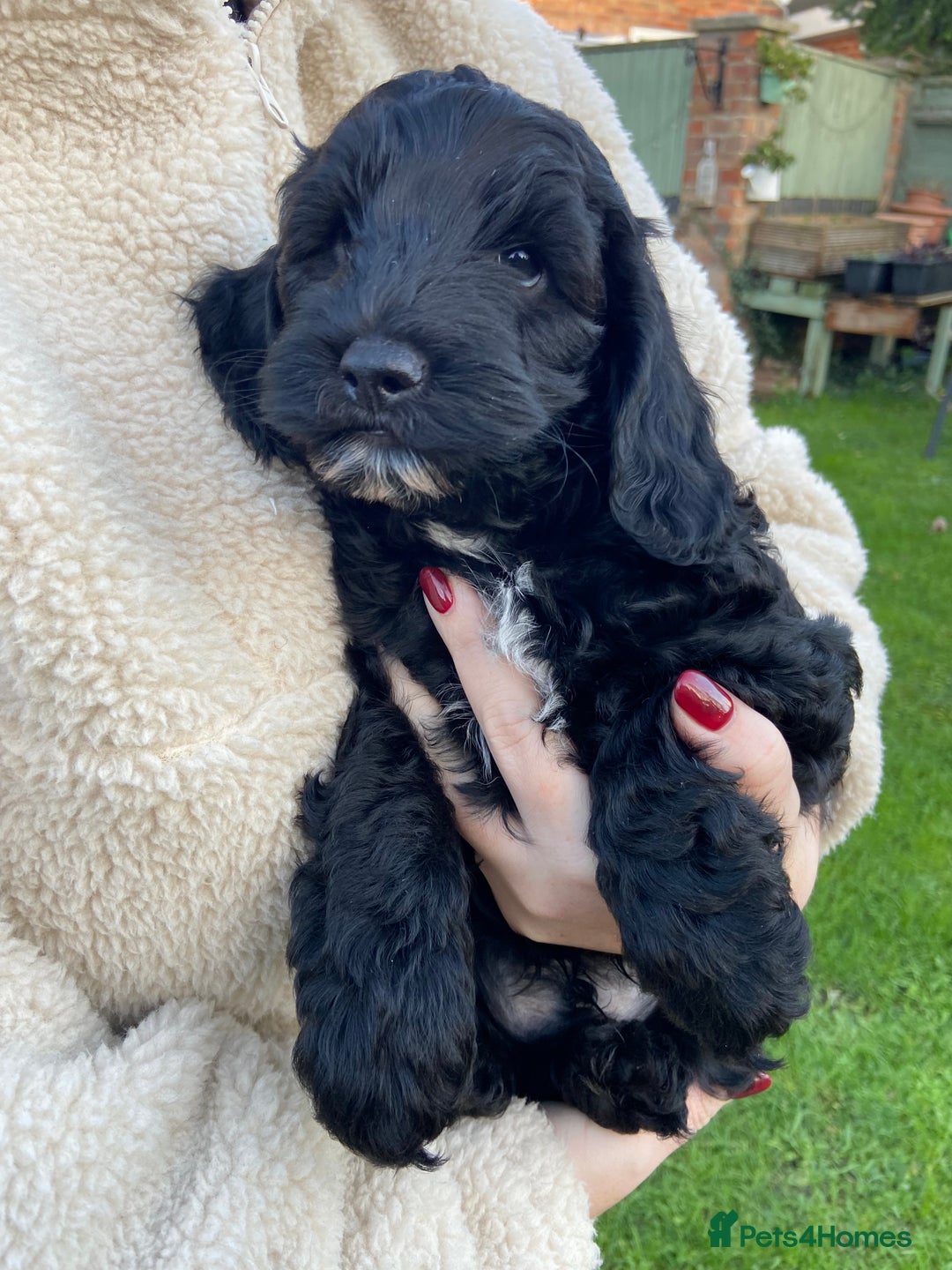 Mixed Breed dogs for sale: Cockapoo X Sproodle - Advert 3