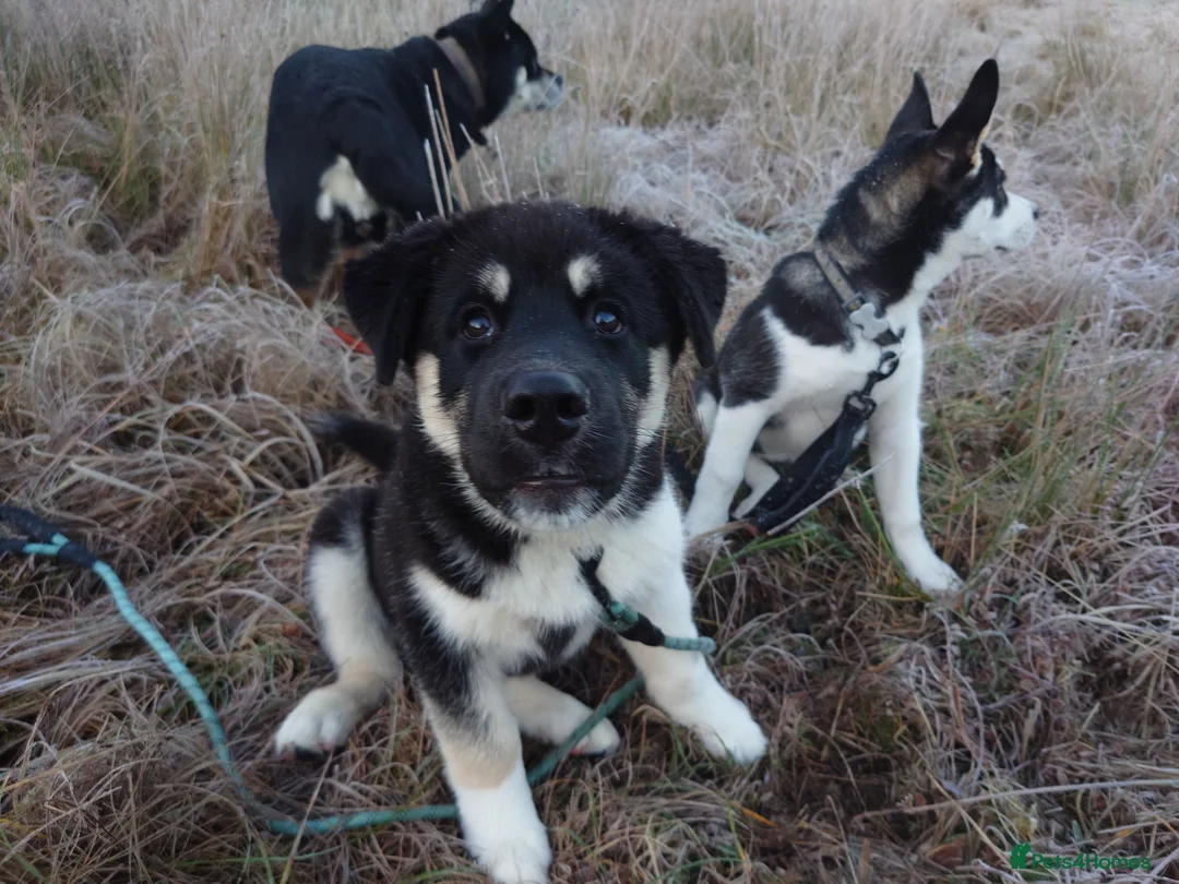 Mixed Breed dogs for sale: Siberian Husky x (Alaskan Malamute x English Bull) - Advert 6