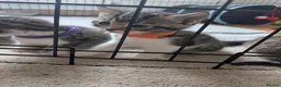 Mixed Breed cats for sale: 3x girl kittens  in Halstead - Advert 13