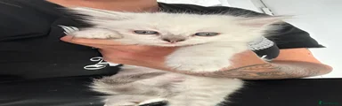 Ragdoll Kitten 2