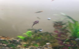 Plecos fish for sale: Bristlenose plecos - Image 2