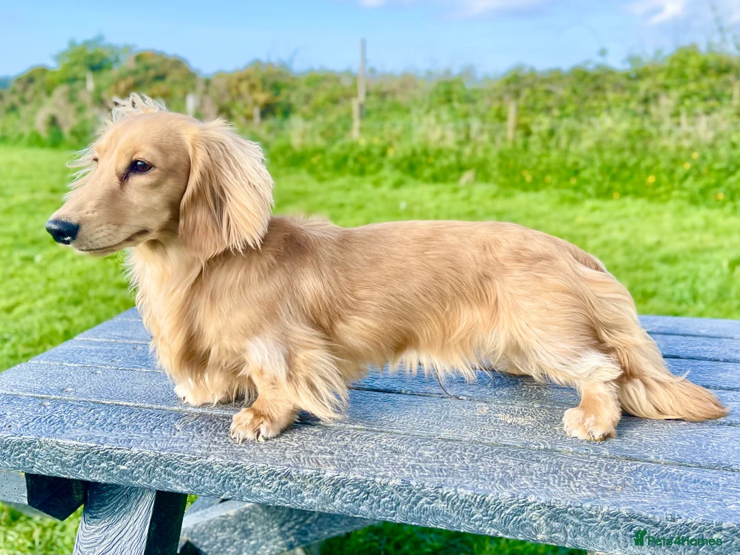 Dachshund dogs for stud: Proven Stud - Longhaired Cream Miniature Dachshund - Advert 4