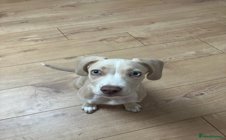 Mixed Breed dogs - Advert 14
