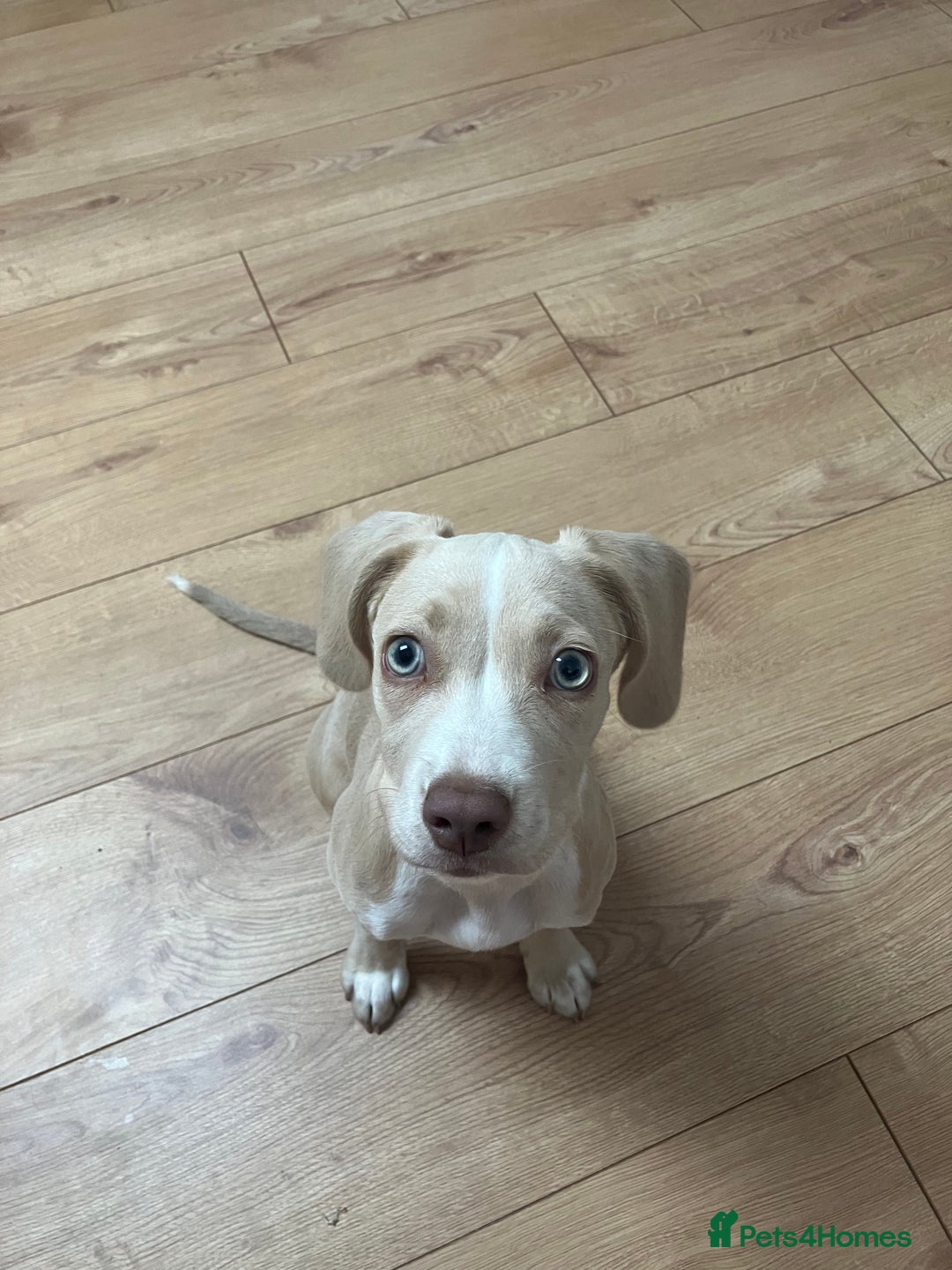 Mixed Breed dogs for sale: Staffy Cocker Spaniel cross Puppy - Image 1