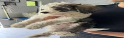 Chinese Crested dogs for sale: Chinese Crested pup in Chelmsford - Advert 5