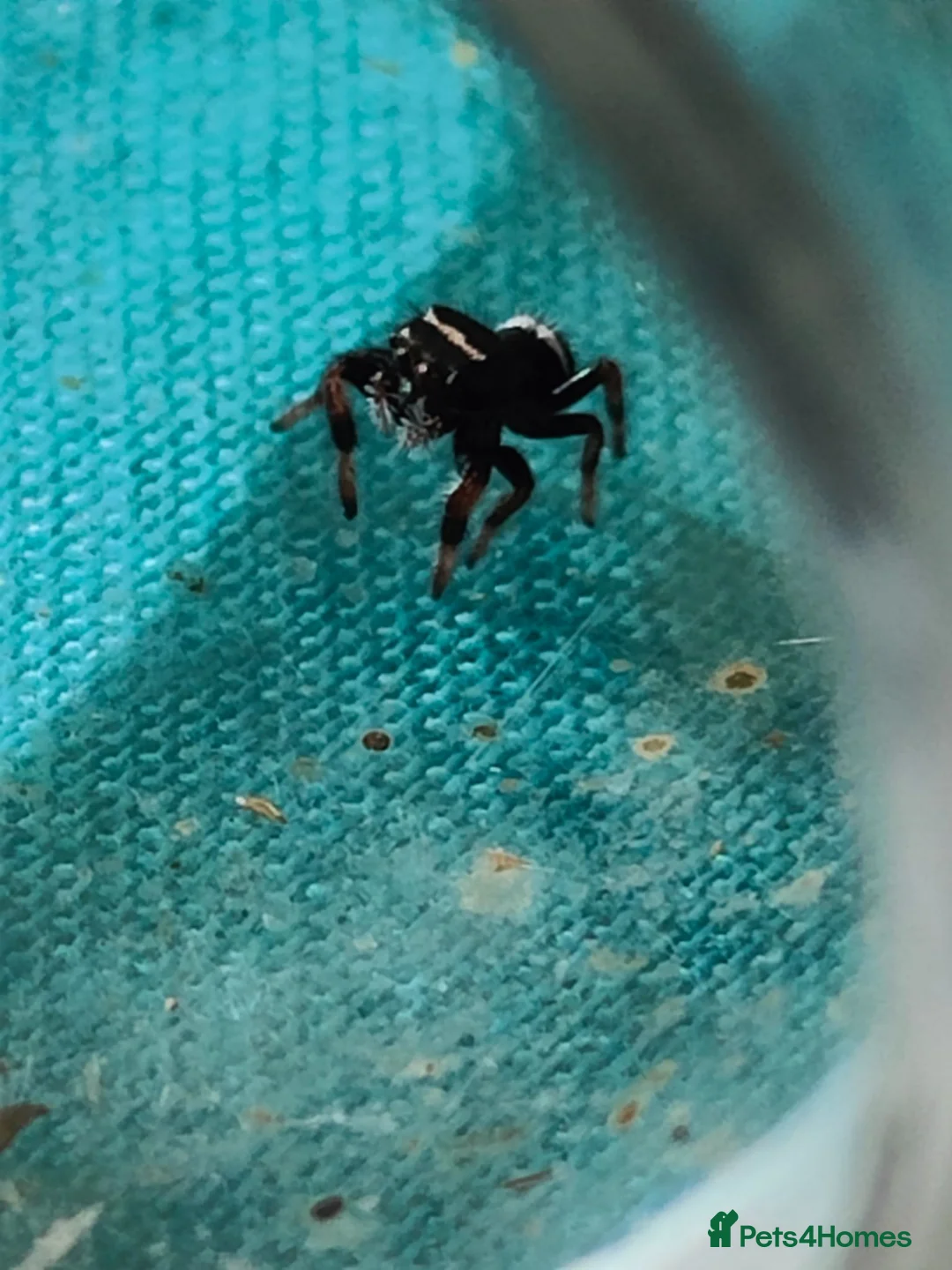 Spiders invertebrates for sale: Jumping spiders/Phidippus regius Apalachicolla /// - Advert 3