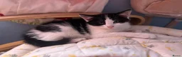Mixed Breed cats for sale: REDUCED beautiful litter off kittens - Advert 3
