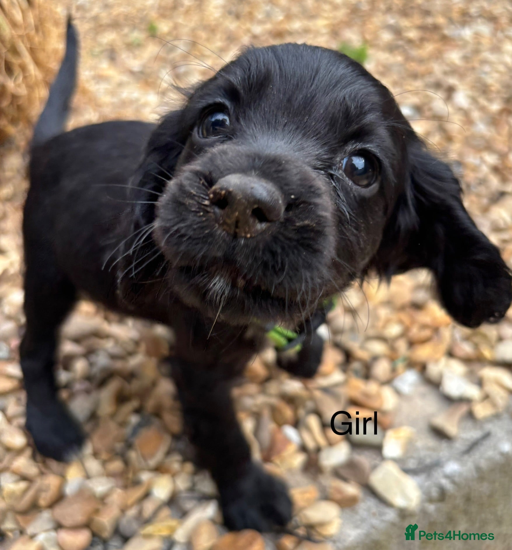 Cocker Spaniel dogs Cocker Spaniel puppy black girl available  - Advert 2
