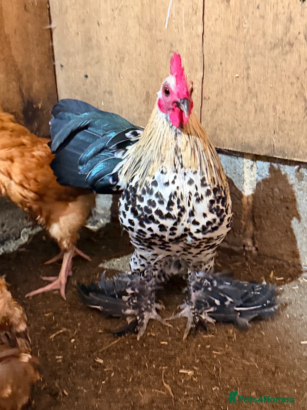 Chickens poultry for sale: LEMON SABLEPOOT MILLEFLEUR BOOTED BANTAM PAIR - Advert 2