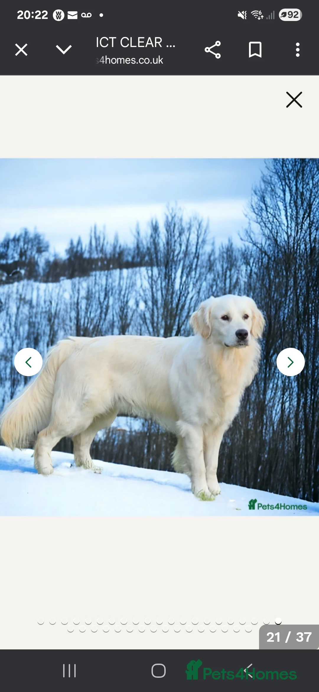 Golden Retriever dogs for sale: Amber is pregnant! - Advert 3