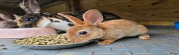 Rex rabbits for sale: Mini Rex and DwarfxRex - Advert 9