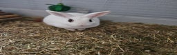 Netherland Dwarf rabbits for sale: Beautiful female rabbit and set up  - Advert 1