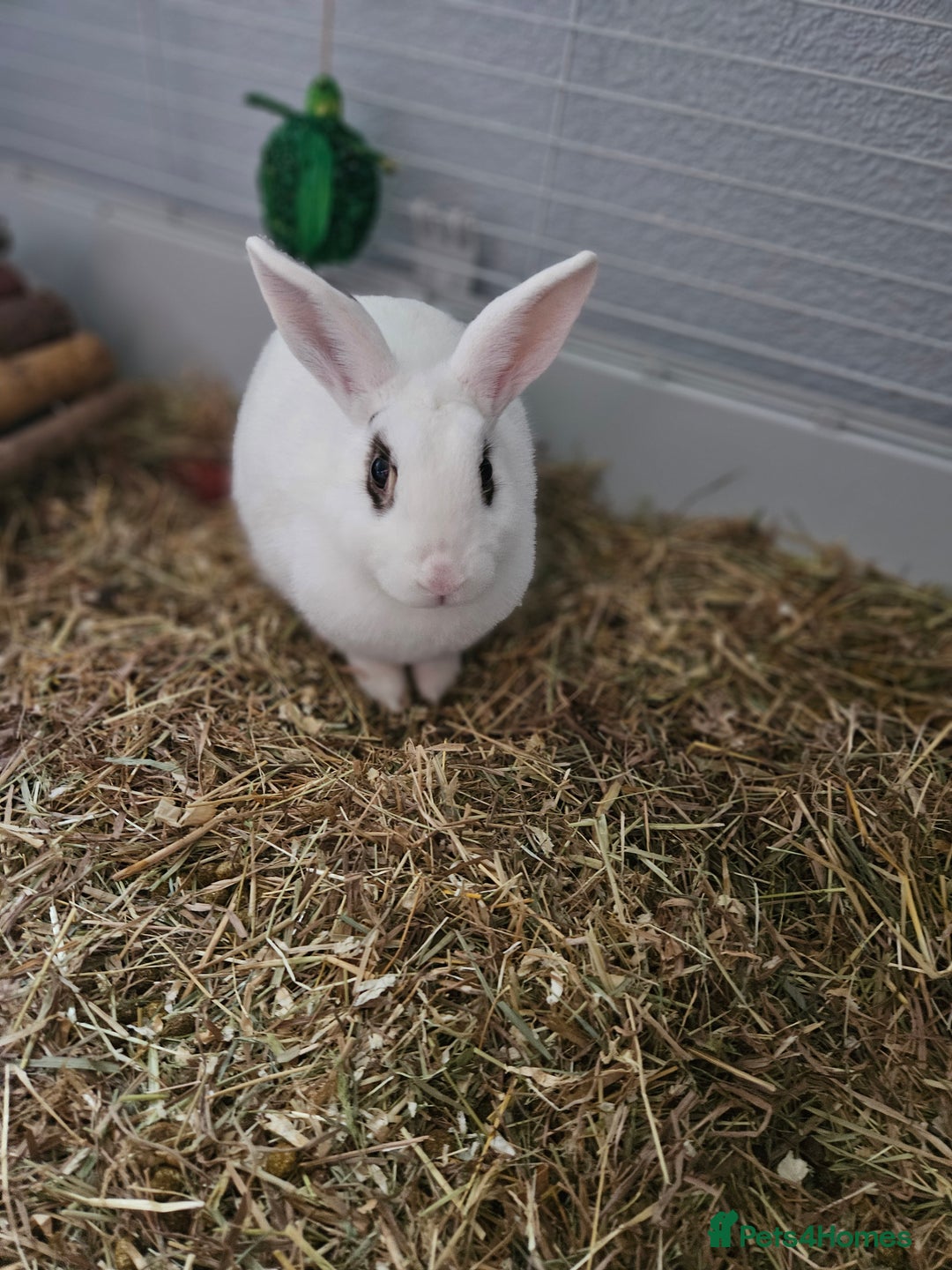 Netherland Dwarf rabbits for sale: Beautiful female rabbit and set up  - Advert 1