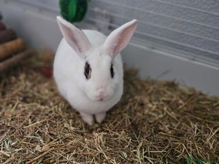 Netherland Dwarf rabbits Beautiful female rabbit and set up - Advert 1