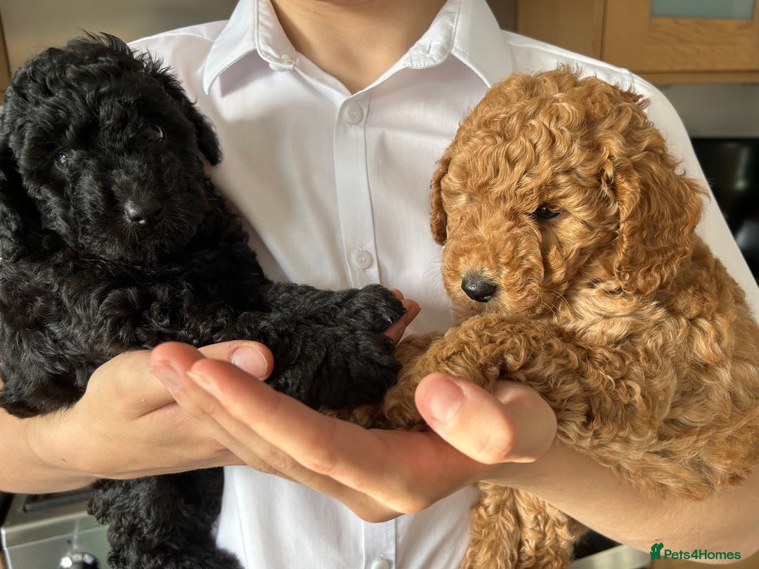 Toy Poodle dogs for sale: Toy poodles - Image 7