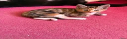 Mixed Breed cats for sale: 😽 dilute calico female 😽 - Advert 1