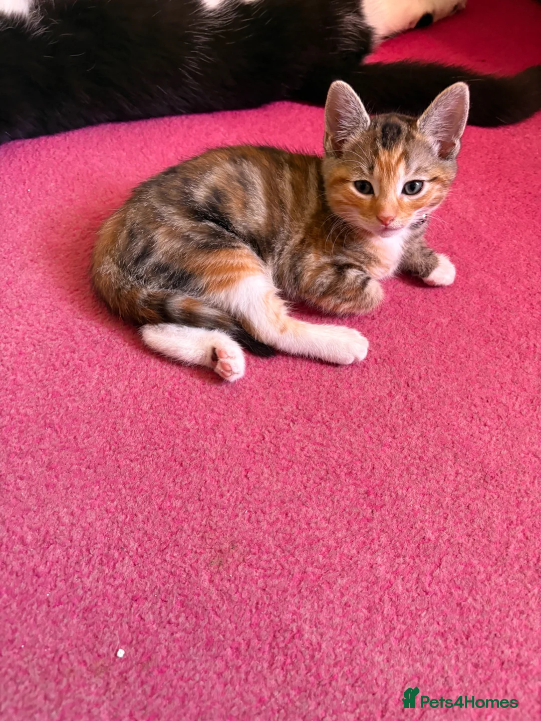 Mixed Breed cats for sale: 😽 dilute calico female 😽 - Advert 1