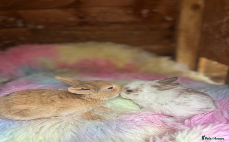 Mini Lop rabbits - Advert 2