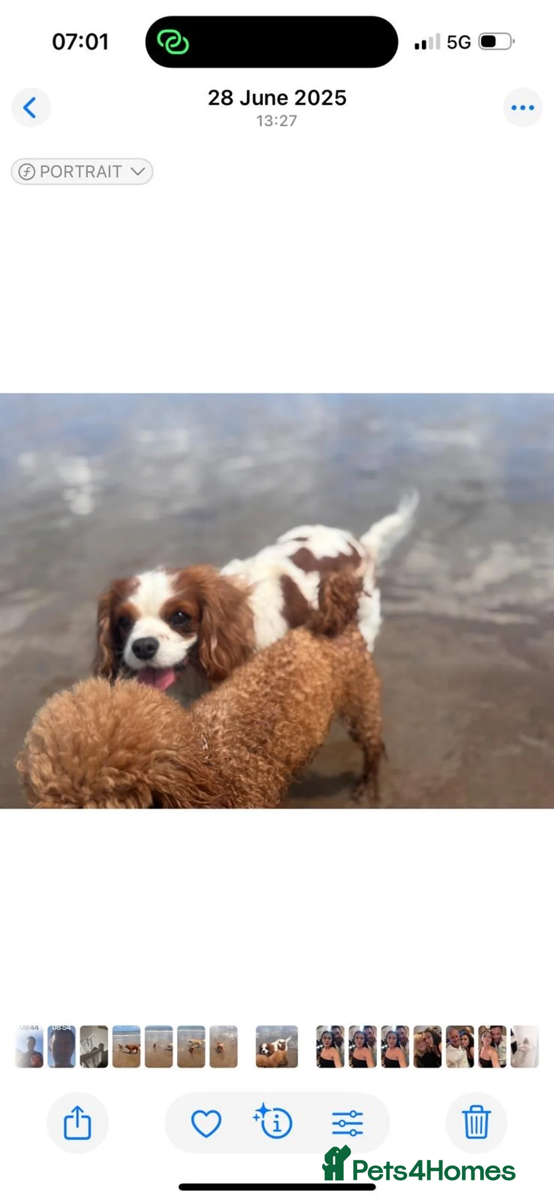 Cavalier King Charles Spaniel dogs for sale: Cavalier king charles - Advert 2