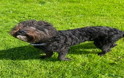 Labradoodle dogs for stud: Multi generation labradoodle. - Image 3