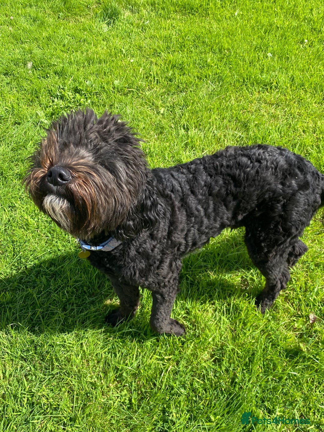 Labradoodle dogs for stud: Multi generation labradoodle. - Image 3