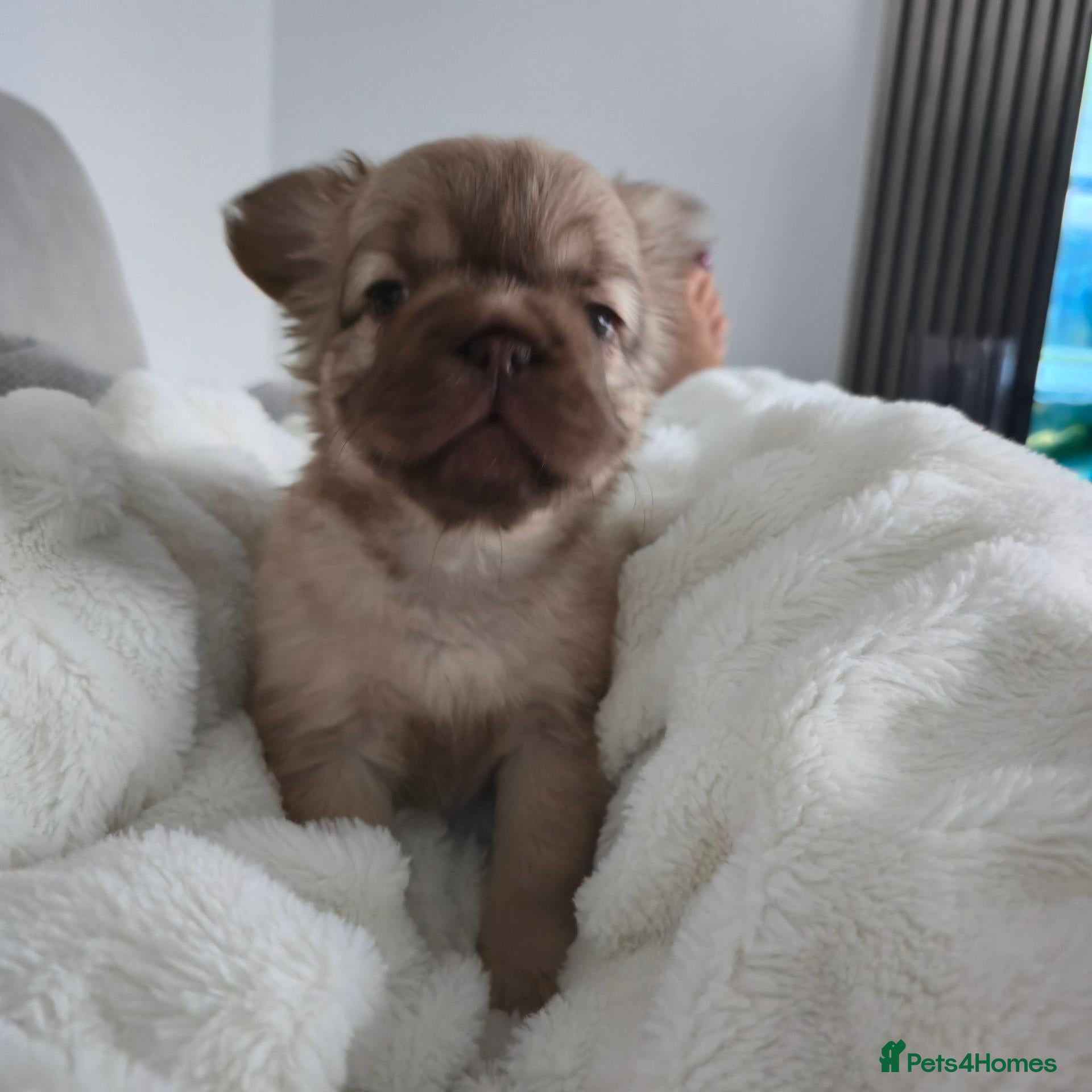 French Bulldog dogs Beautiful Fluffy French Bulldog 💕 - Advert 2