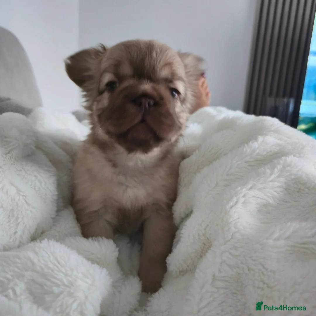 French Bulldog dogs for sale: Beautiful Fluffy French Bulldog 💕 - Advert 1