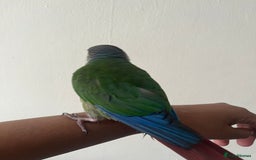 Conures birds for sale: Bird on sale - Image 2