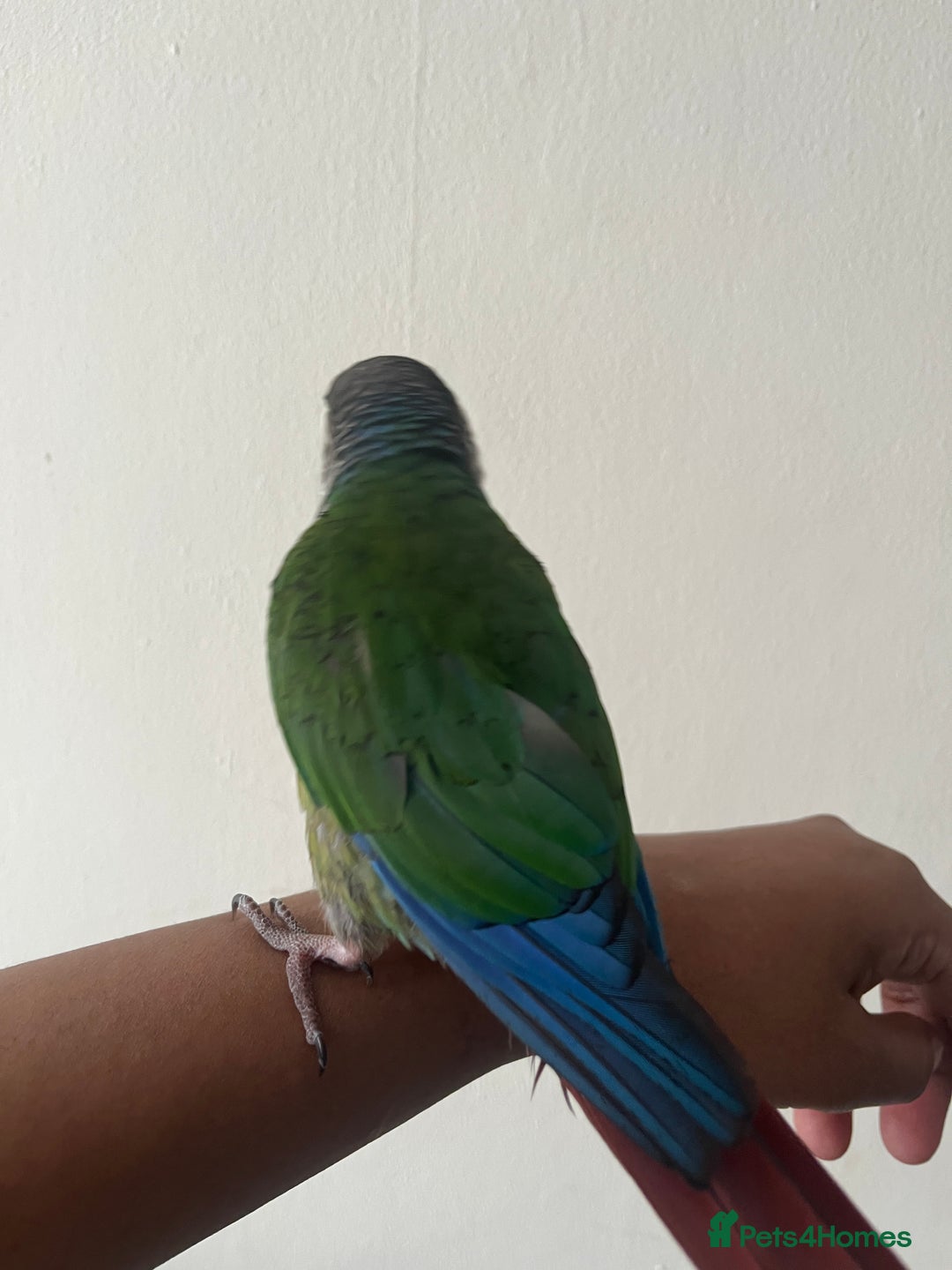 Conures birds for sale: Bird on sale - Image 2
