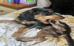 Mixed Breed dogs for sale: 5 month old female dachshund cross puppy - Image 3