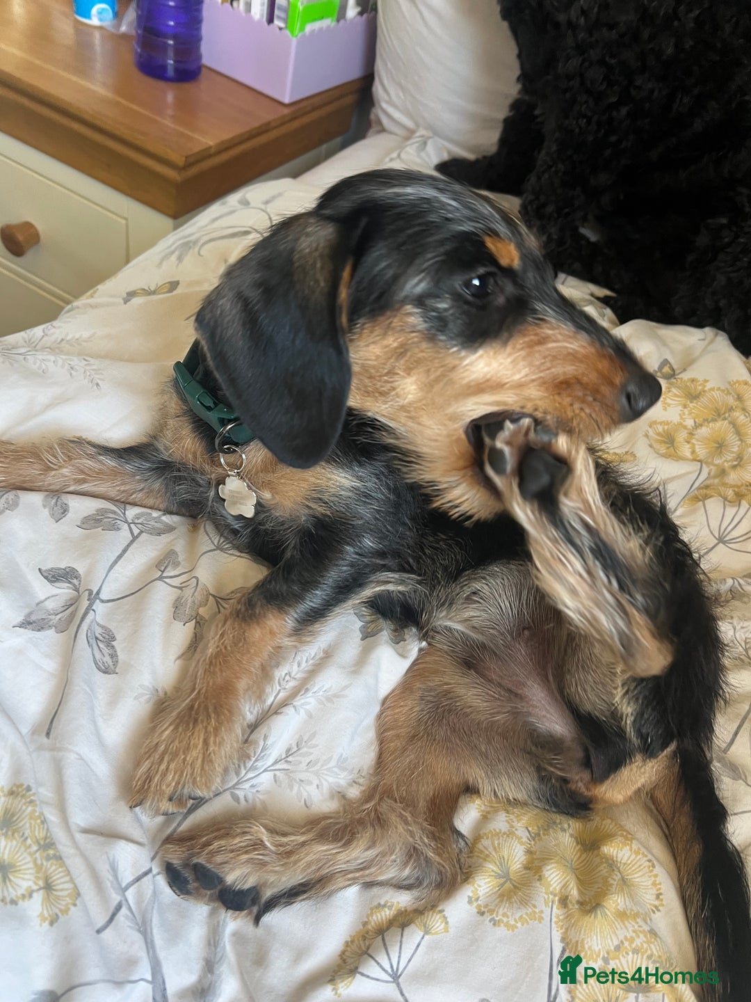 Mixed Breed dogs for sale: 5 month old female dachshund cross puppy - Image 3