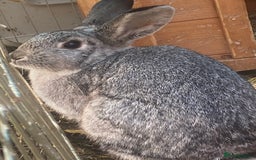 Netherland Dwarf rabbits for sale: 2 female rabbits must be kept together! - Advert 2