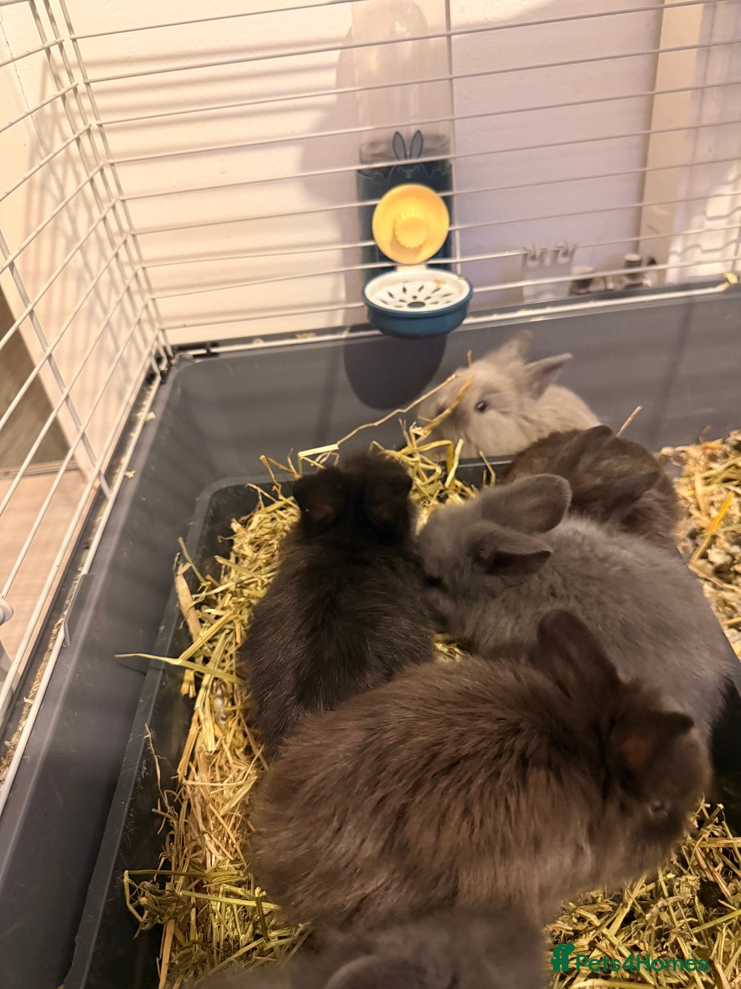 Lionhead rabbits for sale: Lionhead  - Advert 7