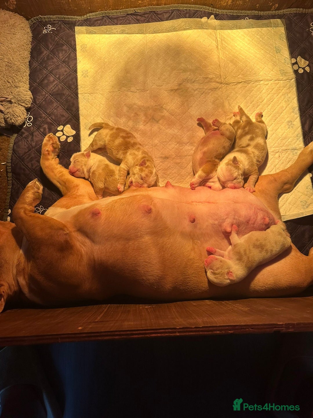 American Bully dogs for sale: Female Pocket Bully Puppy - Advert 2